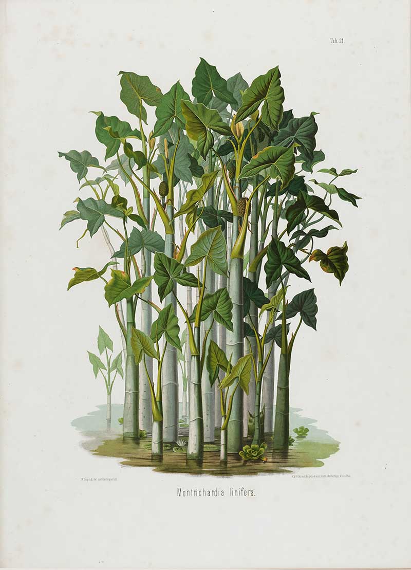 Botanical illustration plate of Montrichardia linifera, showing a stand of tall aroid stems with many leaves in a wetland-like habitat.