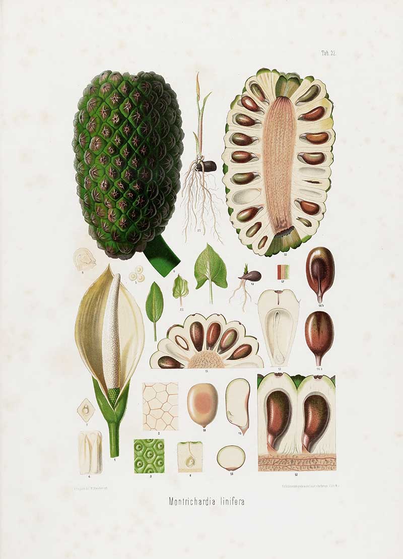 Botanical illustration plate of Montrichardia linifera fruit and flower details, with a large green fruiting spadix, cut sections, seeds, and spathe.