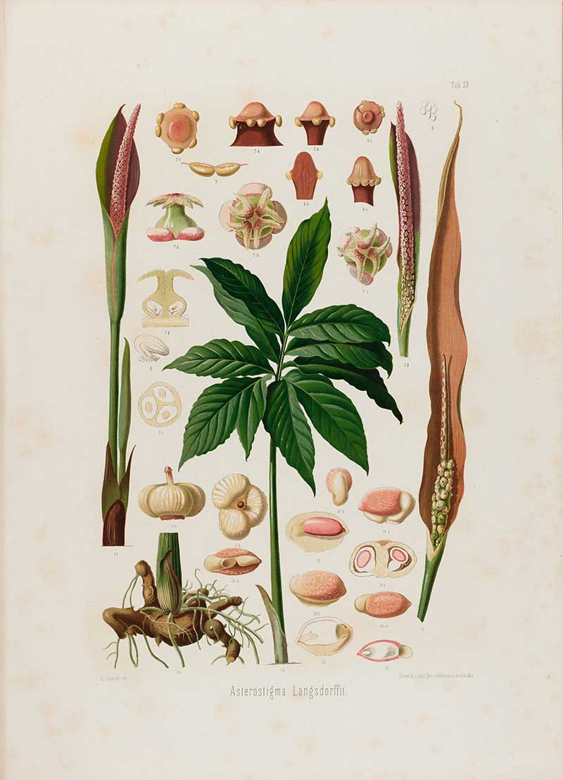 Botanical illustration plate of Asterostigma Langsdorffii, showing divided leaves, roots, spathes, spadices, fruit, seeds, and floral sections.