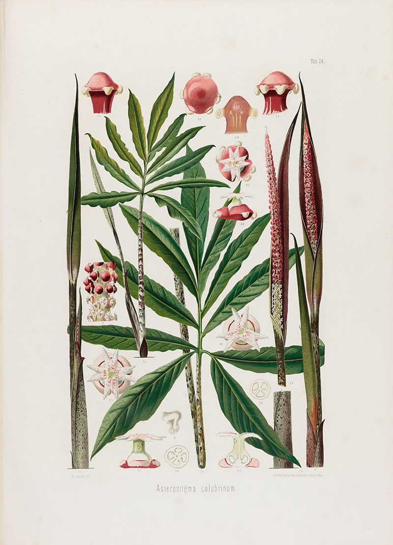Botanical illustration plate of Asterostigma colubrinum, with divided leaves, spotted spathes, long spadices, flowers, fruit, and botanical cross-sections.