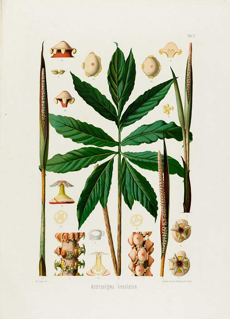 Botanical illustration plate of Asterostigma lineolatum, showing palmate leaves, upright spadices, spathes, flower clusters, and cross-sections.