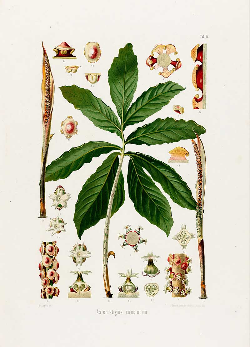 Botanical illustration plate of Asterostigma concinnum, with a large divided leaf, paired spadices, flower details, berries, and seed sections.