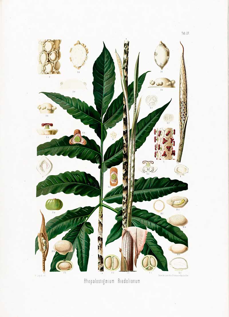 Botanical illustration plate of Rhopalostigma Riedelianum, showing divided leaves, elongated spadices, spathes, seeds, and anatomical plant details.