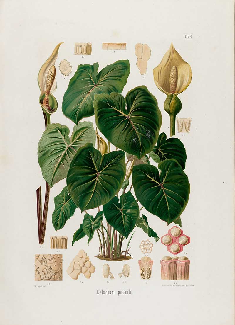Botanical illustration plate of Caladium poecile, showing heart-shaped variegated leaves, spathes, roots, floral parts, and cross-sections.