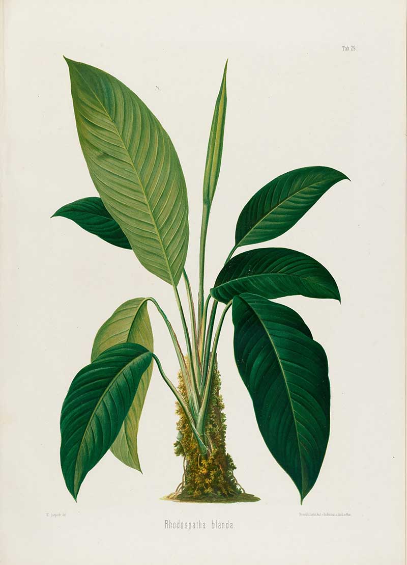 Botanical illustration plate of Rhodospatha blanda, showing a tropical aroid plant with long leaves, upright growth, and a spadix near the stem base.