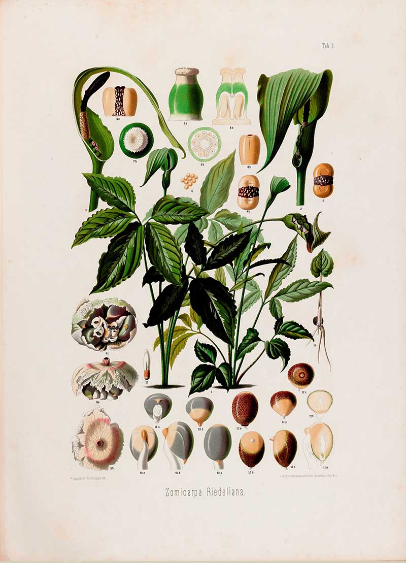 Botanical illustration plate of Zomicarpa Riedeliana, showing glossy leaves with green spathes, spadix structures, flowers, berries, and seed cross-sections.