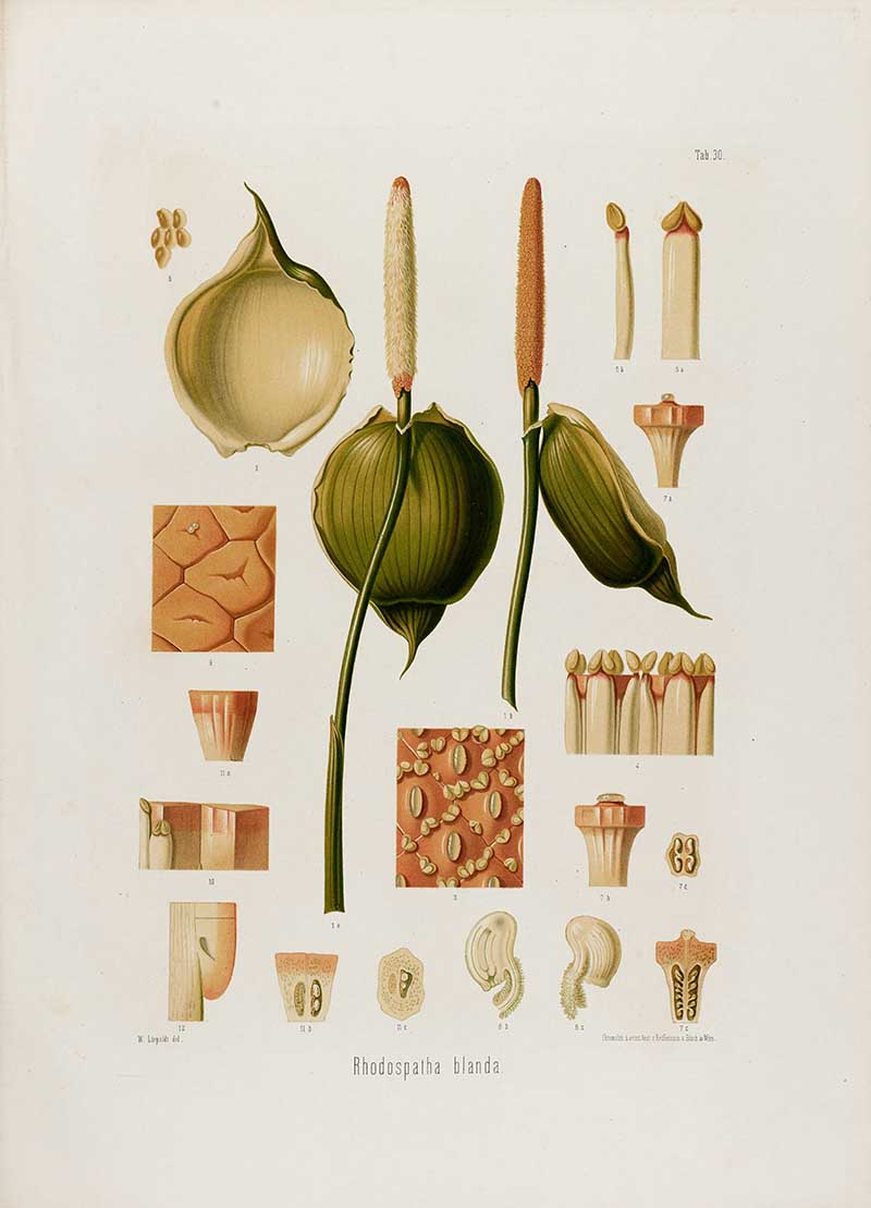 Botanical illustration plate of Rhodospatha blanda flower details, with spathes, spadices, pollen, seed structures, and anatomical cross-sections.