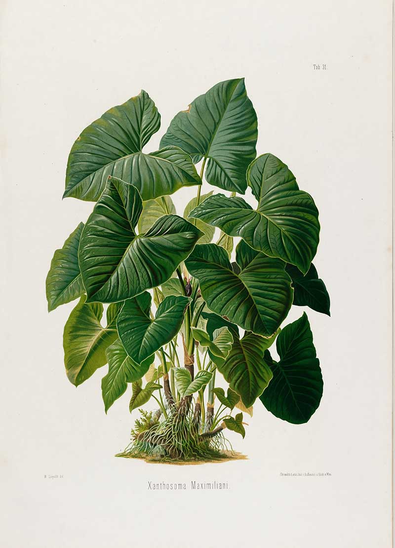 Botanical illustration plate of Xanthosoma Maximiliani, showing a lush aroid plant with large arrow-shaped leaves and exposed roots.