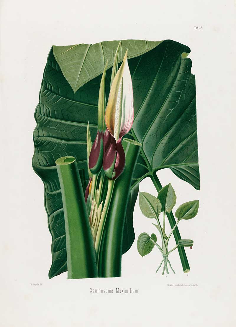 Botanical illustration plate of Xanthosoma Maximiliani, with a large green leaf, spathe and spadix inflorescence, cut stems, and plant details.