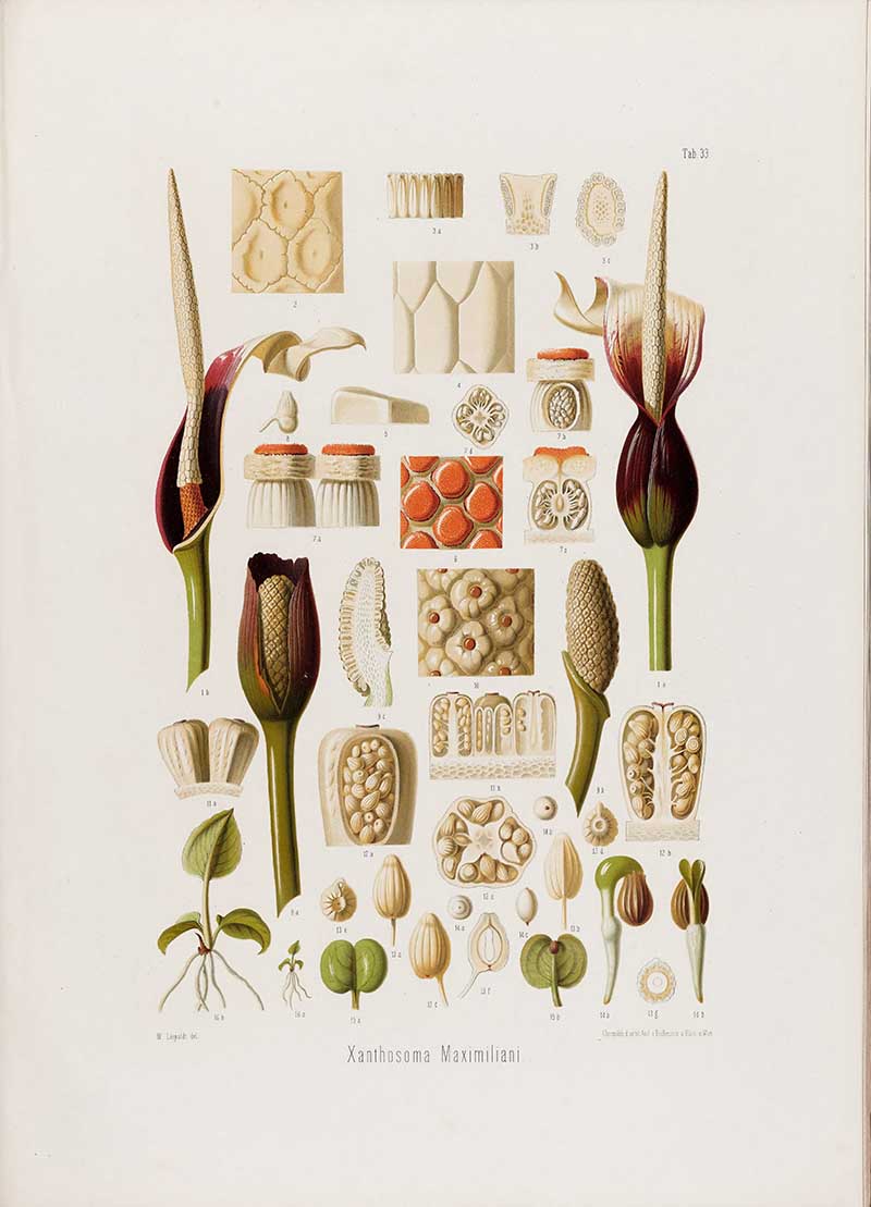 Botanical illustration plate of Xanthosoma Maximiliani floral anatomy, showing spathes, spadices, pollen, seeds, seedlings, and cross-sections.