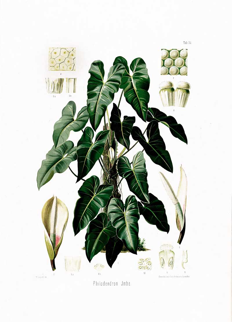 Botanical illustration plate of Philodendron Imbe, showing dark lobed leaves, spathes, spadices, and floral cross-sections.