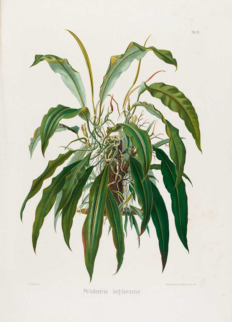 Botanical illustration plate of Philodendron longilaminatum, showing long narrow leaves, tangled aerial roots, and a tropical climbing aroid habit.