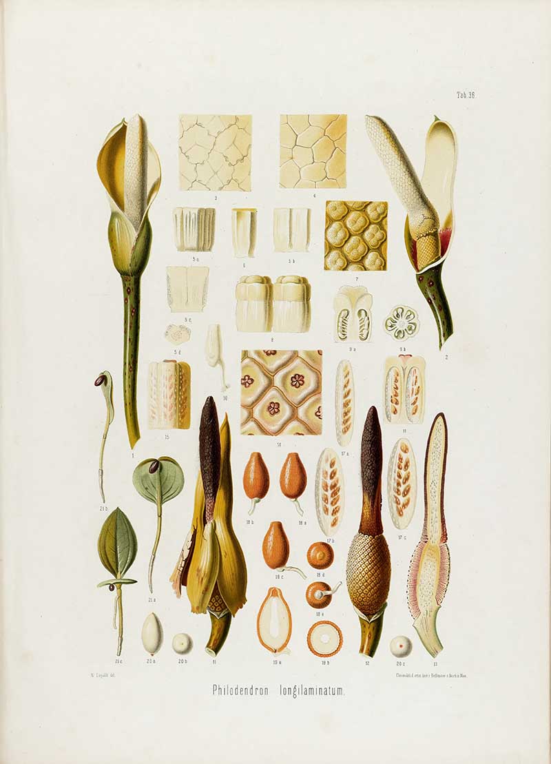 Botanical illustration plate of Philodendron longilaminatum floral details, with spathes, spadices, seeds, pollen, fruit, and cross-sections.