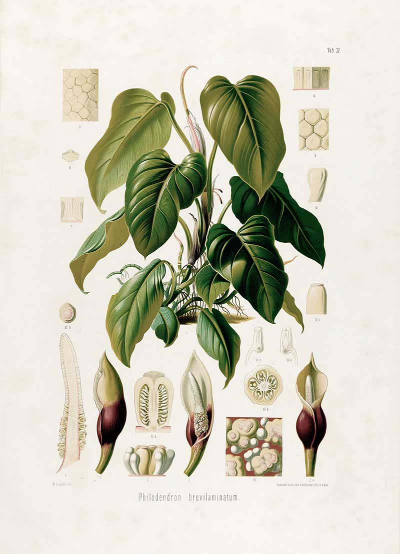 Botanical illustration plate of Philodendron brevilaminatum, showing large heart-shaped leaves, spathes, spadices, seeds, and detailed flower sections.