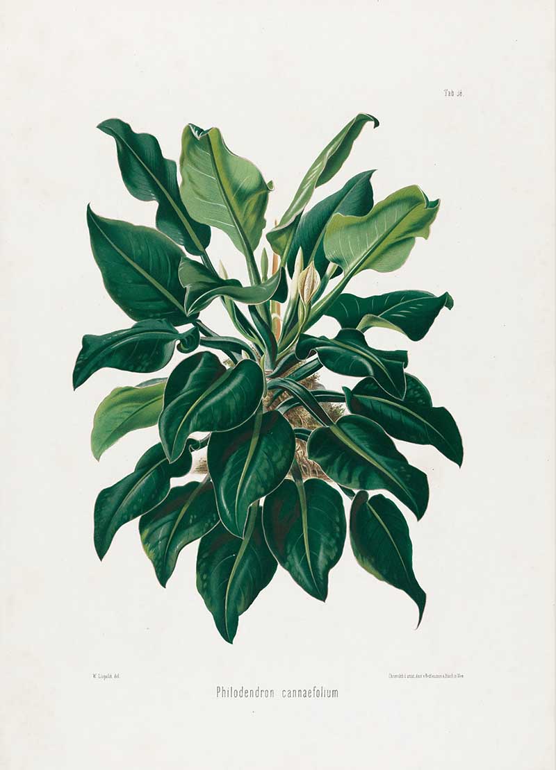 Botanical illustration plate of Philodendron cannaefolium, showing a compact tropical aroid with dark green leaves and emerging spathes.