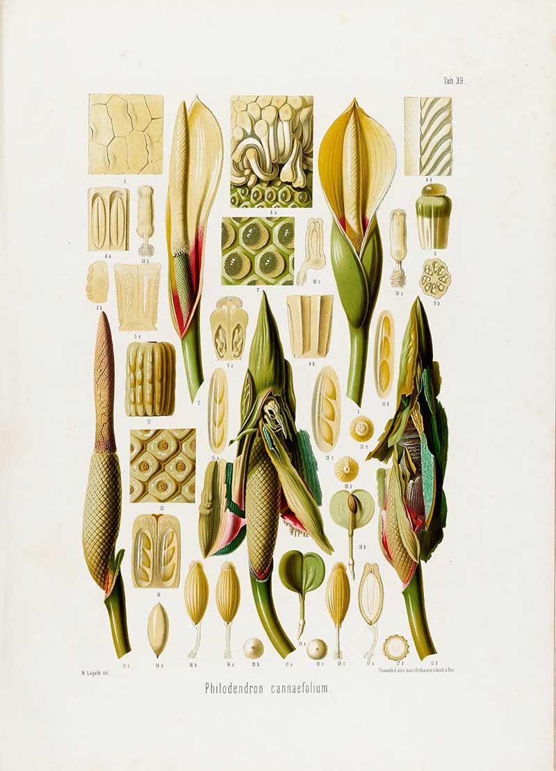 Botanical illustration plate of Philodendron cannaefolium floral anatomy, with yellow and red spathes, spadices, pollen, seeds, and cross-sections.