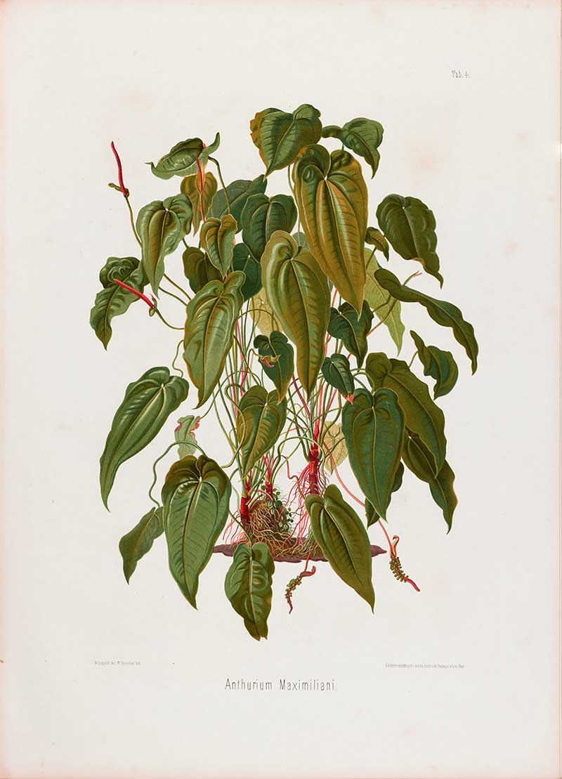 Botanical illustration plate of Anthurium Maximiliani, showing a tropical aroid habit with heart-shaped leaves, red stems, roots, and slender spadix flowers.