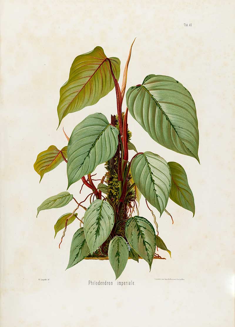 Botanical illustration plate of Philodendron imperiale, showing pale green heart-shaped leaves, red stems, aerial roots, and a climbing aroid habit.