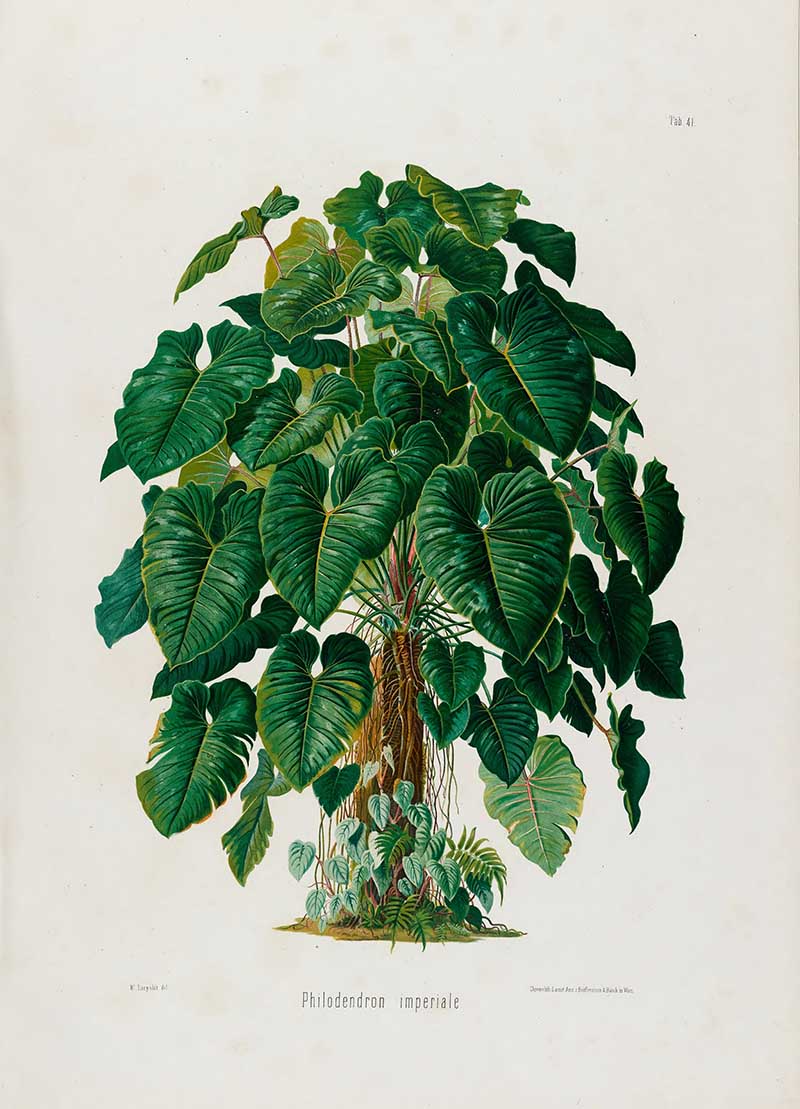 Botanical illustration plate of Philodendron imperiale, showing a dense tropical aroid with many glossy heart-shaped leaves and exposed roots.