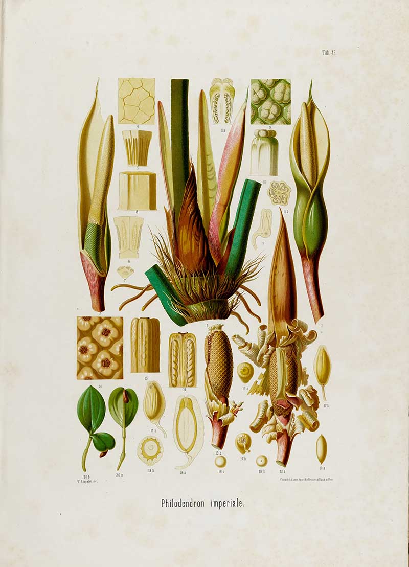 Botanical illustration plate of Philodendron imperiale floral details, with spathes, spadices, roots, pollen, seeds, and anatomical cross-sections.