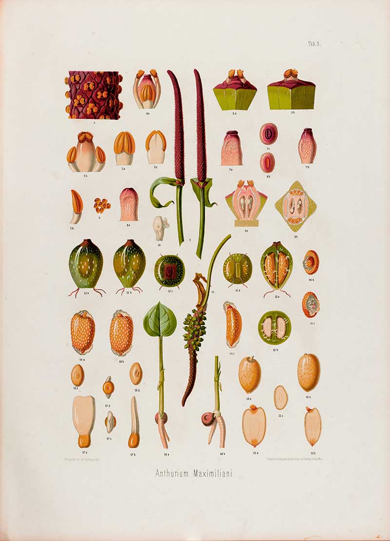 Botanical illustration plate of Anthurium Maximiliani flower and fruit details, including long spadices, small flowers, berries, seeds, and cross-sections.