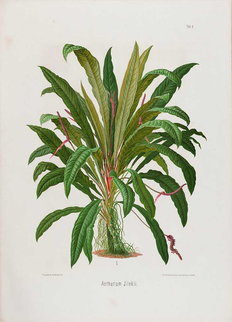 Botanical illustration plate of Anthurium Jilekii, showing a clump of narrow green leaves, aerial roots, and reddish spadix inflorescences.