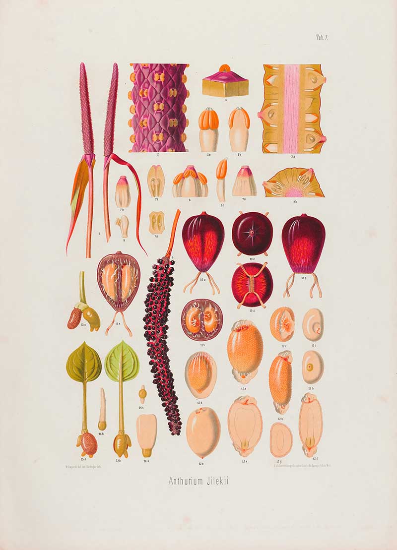 Botanical illustration plate of Anthurium Jilekii floral details, with red spadices, spathes, berries, seeds, leaves, and botanical cross-sections.
