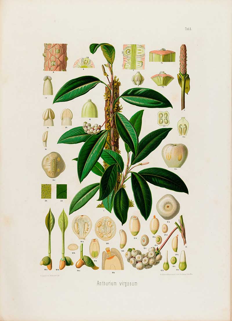 Botanical illustration plate of Anthurium virgosum, showing glossy leaves, spadix flowers, fruit clusters, seeds, and anatomical plant sections.