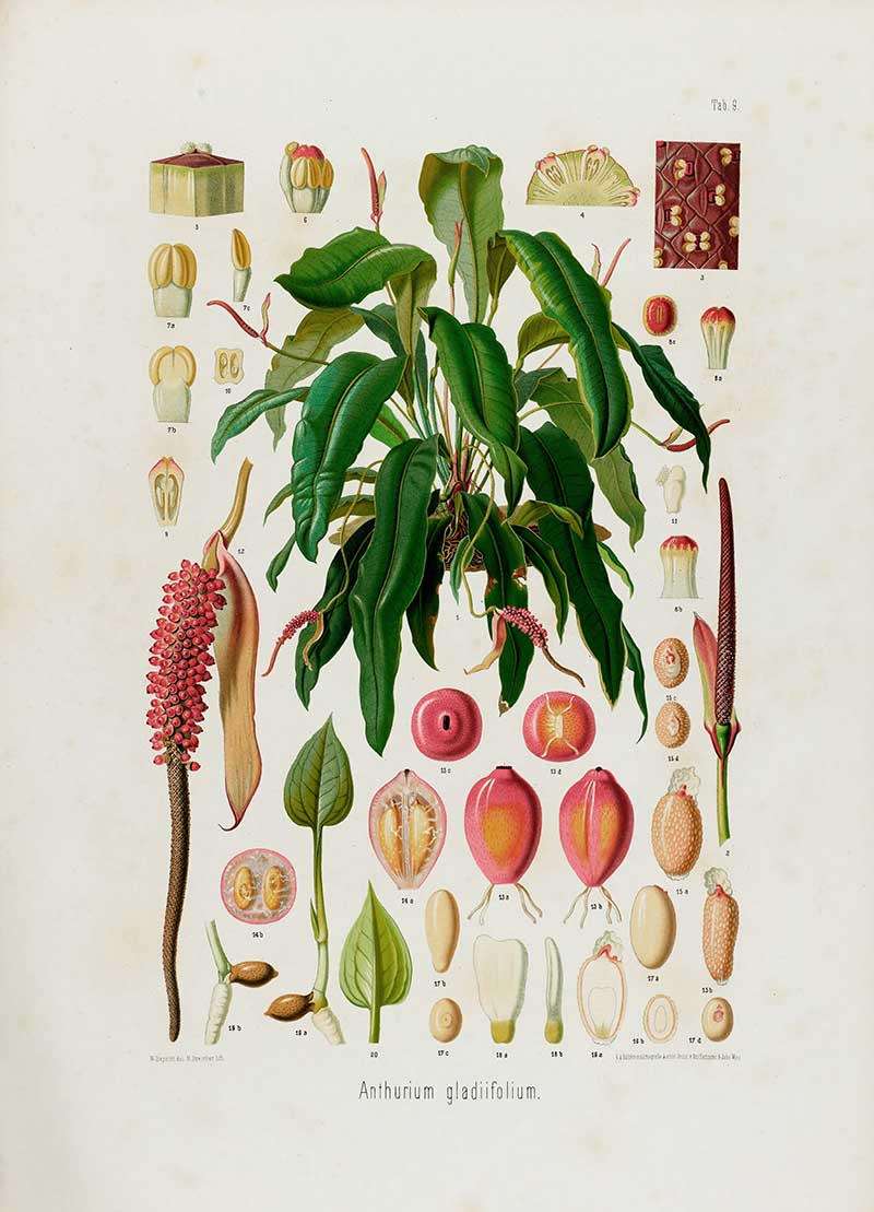 Botanical illustration plate of Anthurium gladiifolium, with long leaves, pink spadices, spathes, berries, seeds, and floral cross-sections.
