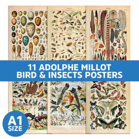 adolphe millot shop