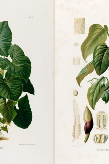 tropical Brazilian botany prints feature image