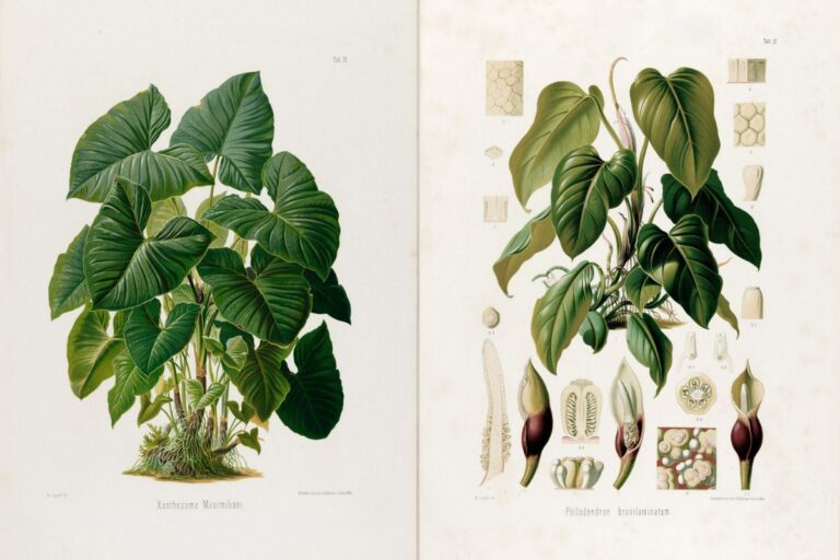 tropical Brazilian botany prints feature image
