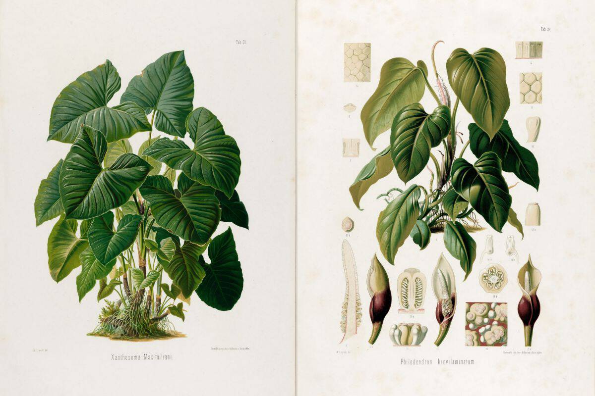 tropical Brazilian botany prints feature image