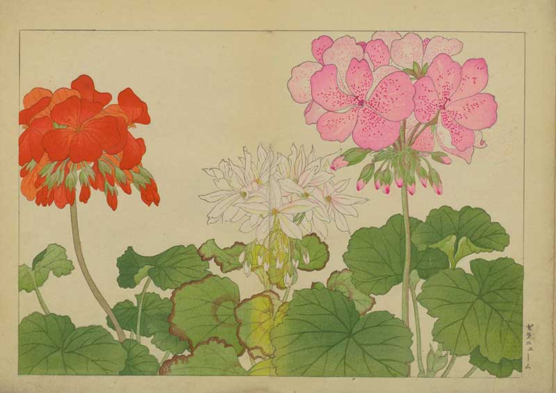 Tanigami Hironami Japanese botanical print of red, white and pink geranium or pelargonium flowers with rounded green leaves.