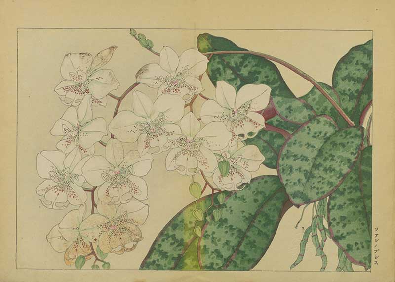Tanigami Hironami Japanese botanical print of white orchid-like flowers with speckled centres and mottled green leaves.