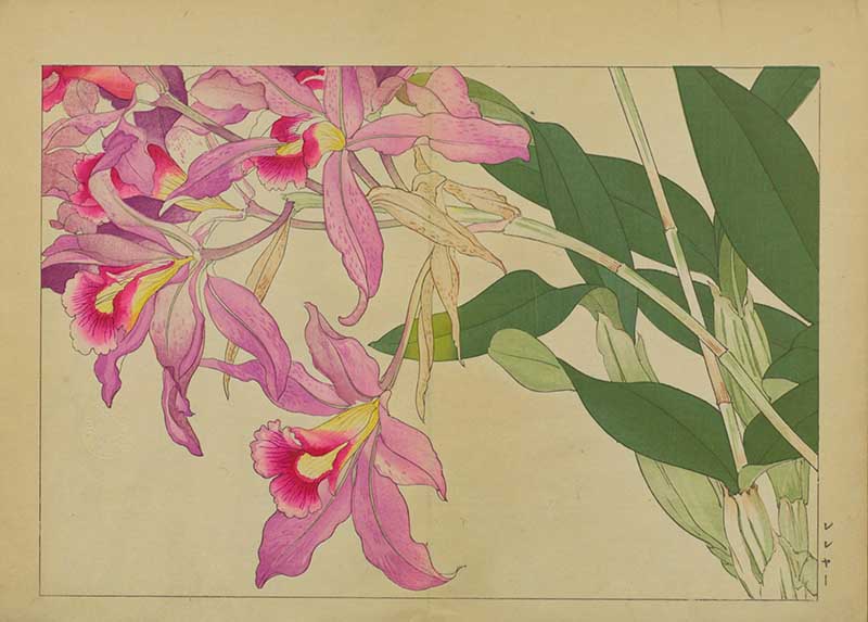 Tanigami Hironami Japanese botanical print of pink cattleya orchid flowers with yellow and crimson throats and green leaves.