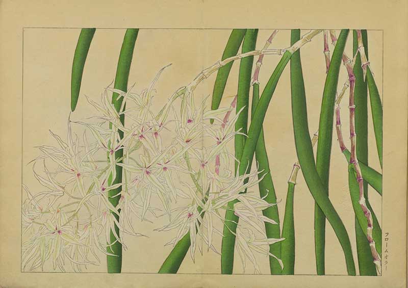 Tanigami Hironami Japanese botanical print of delicate white spider-like orchid flowers growing among tall green stems.