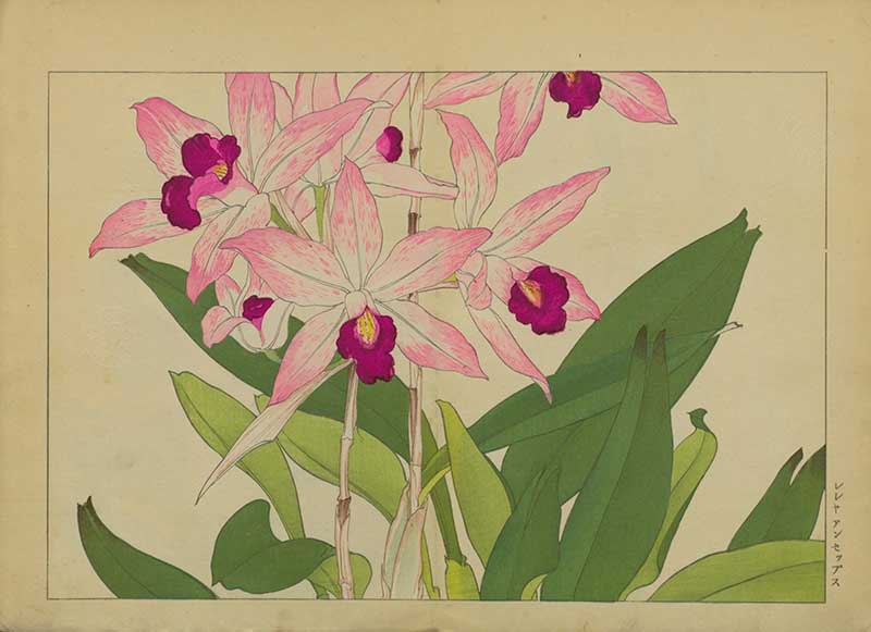 Tanigami Hironami Japanese botanical print of pale pink cattleya orchid flowers with deep magenta throats and broad green leaves.