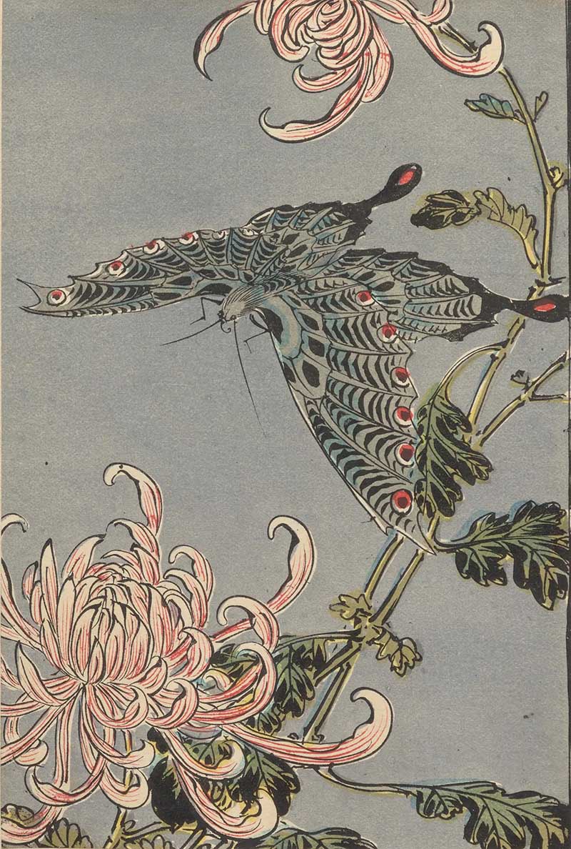 Large dark swallowtail-style butterfly among pink chrysanthemums on a grey vintage natural history print