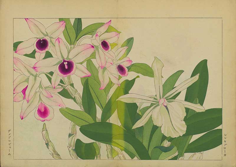 Tanigami Hironami Japanese botanical print of white and pink dendrobium orchid flowers with dark purple centres.
