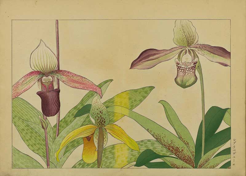 Tanigami Hironami Japanese botanical print of slipper orchid, or lady's slipper orchid, flowers in green, yellow and maroon tones.