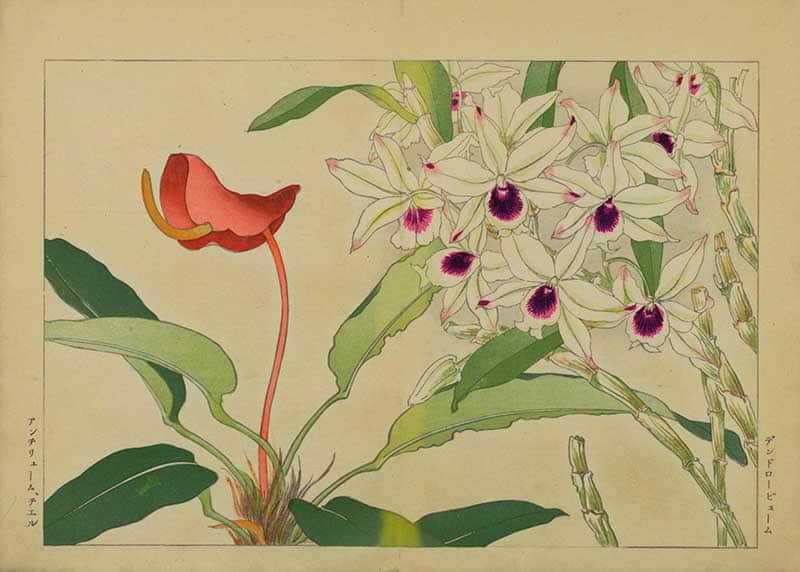 Tanigami Hironami Japanese botanical print of a red anthurium spathe beside white dendrobium orchid flowers with purple centres.