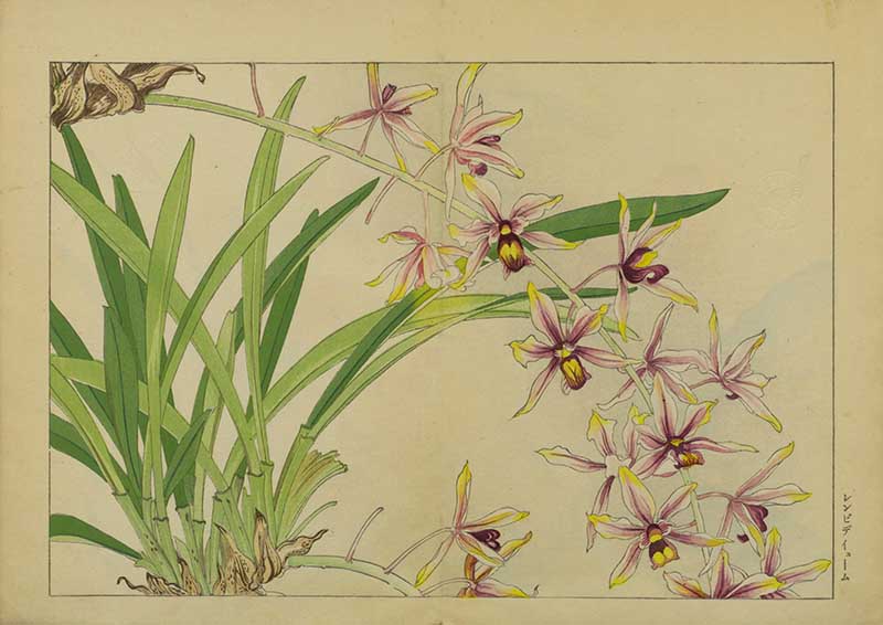 Tanigami Hironami Japanese botanical print of slender cymbidium orchid flowers in pale yellow and brown-purple tones.