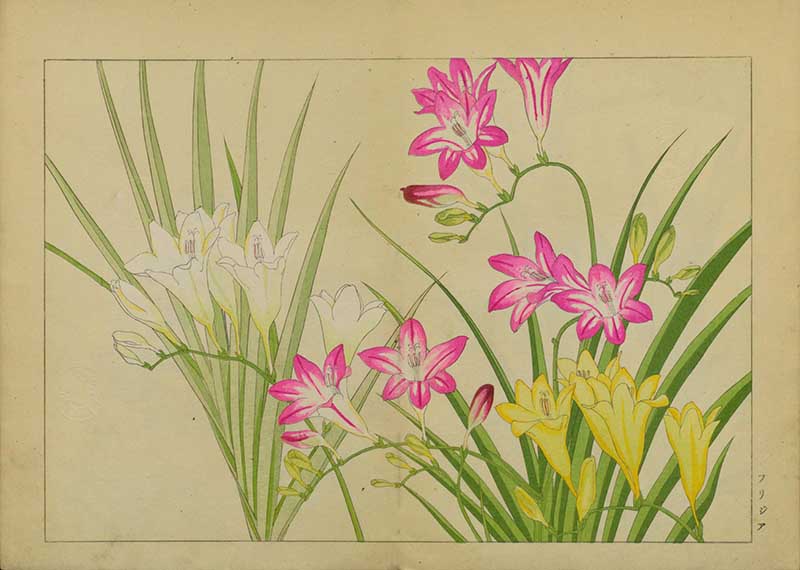Tanigami Hironami Japanese botanical print of pink, white and yellow rain lily or fairy lily flowers with narrow green leaves.