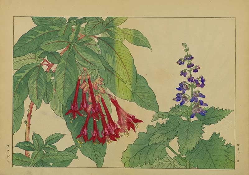 Tanigami Hironami Japanese botanical print of red fuchsia bells with a cluster of blue salvia-like flowers and green foliage.