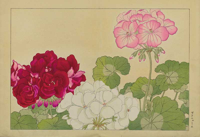Tanigami Hironami Japanese botanical print of red, white and pink geranium or pelargonium blooms above rounded leaves.