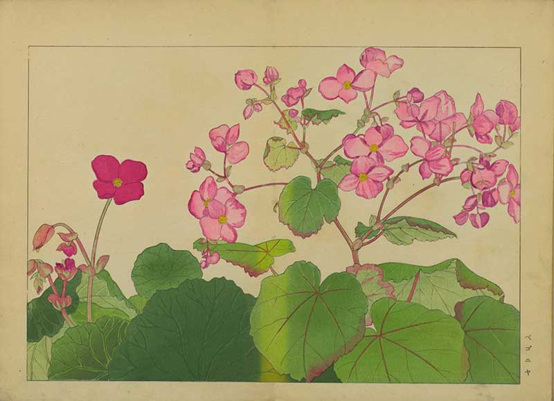 Tanigami Hironami Japanese botanical print of pink begonia flowers with rounded green begonia leaves.