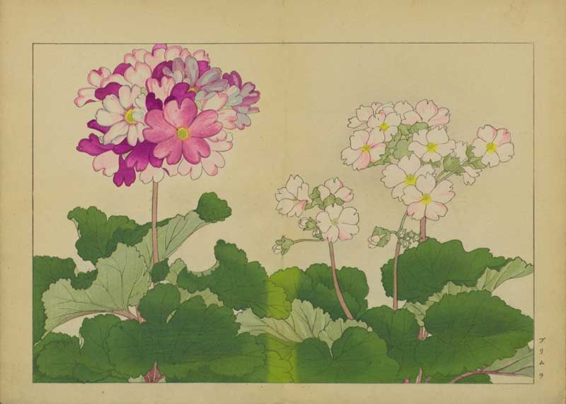 Tanigami Hironami Japanese botanical print of pink and white primrose flowers rising above rounded green leaves.