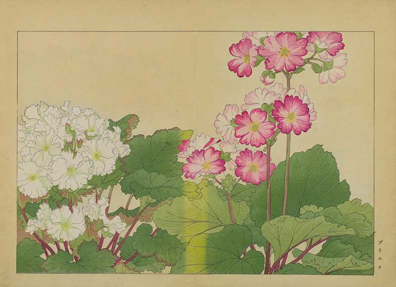 Tanigami Hironami Japanese botanical print of white and pink primrose flowers with broad rounded green leaves.