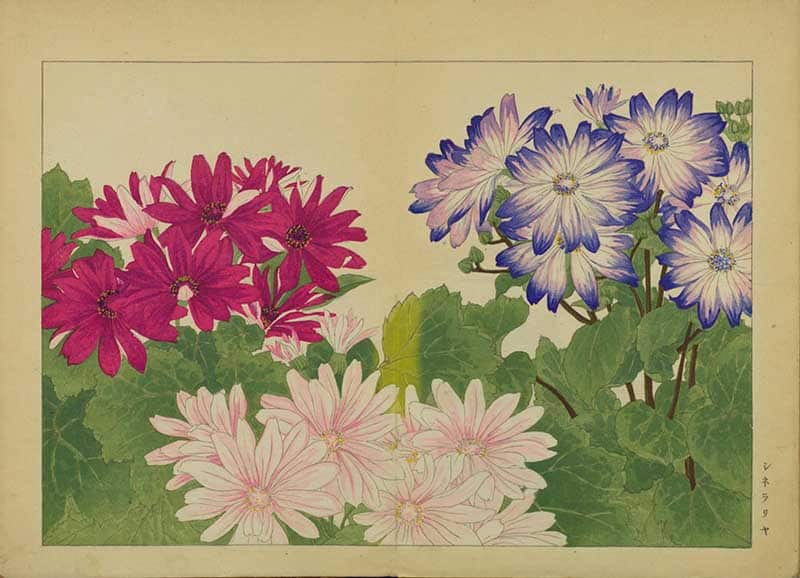 Tanigami Hironami Japanese botanical print of bright cineraria flowers in magenta, blue and pale pink above green leaves.
